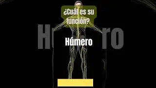 H&uacute;mero  &iquest;Cu&aacute;l es su funci&oacute;n ?