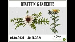 Wir brauchen eure Hilfe: Suche nach Silberdistel und Golddistel in der Rh&ouml;n