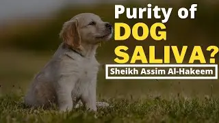 Is Dog Saliva Pure? | Sheikh Assim Al Hakeem