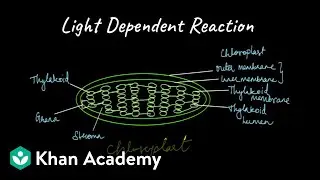 Light Dependent Reaction | Nutrition | Odia Class X | Life Science | Khan Academy