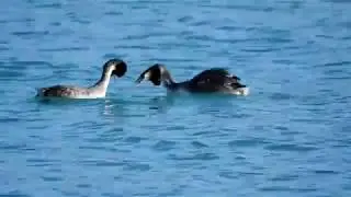 Svasso maggiore (Podiceps cristatus) -litigi primaverili-