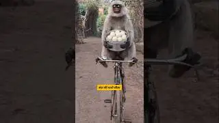 बंदर की पत्नी शीला #comedy #funny #thetharpuns #shilpisaroja