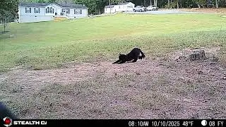10 10 2025 Morning Homestead Wildlife  Deer & Cats on Trail Cam
