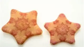 The coldest starfish in Bikini Bottom, The Arctic Cookie Star 🥶 #ocean #seaanimals #starfish #star