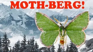 NEW SPECIES OF GREEN EMERALD GEOMETRID MOTH IN KEY LARGO FLORIDA