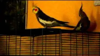 DSCI0442.AVI