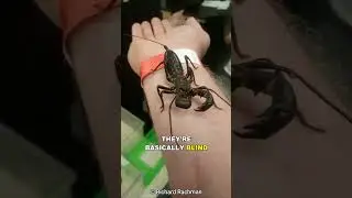 Vinegaroon | The Acid Spraying Arachnid
