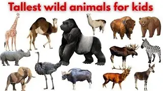 20 Biggest Wild Animals in the World 🐘🦏 |Animals Names in English with Sounds #wildanimals #animals