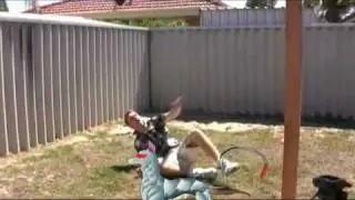 iiNet TopGeek - Challenge 1 - Liza - Maximum Dogg