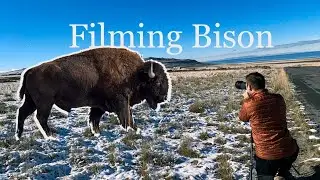 I Photographed BISON at Antelope Island State Park