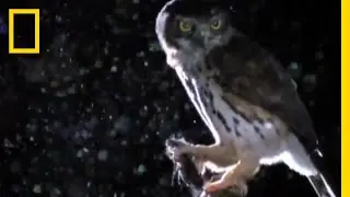 Owlet vs. Hawk Moth | National Geographic
