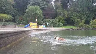 Australian Shepherd mix Dash Splash-N-Grab