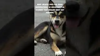 Dogs' Sixth Sense: Exploring Their Mysterious Intuition 🐶🔮 #DogSixthSense#shortsvideo #viral #dog
