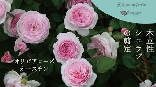 【バラの剪定】オリビアローズオーチンの冬剪定　木立性シュラブの剪定をご紹介します