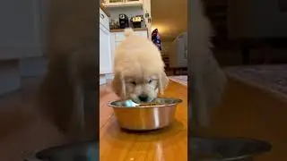 Golden Retriever Puppy Plays It Cool After Clumsy Bowl Fail