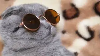 Cute gray cat with dark glasses turning his face to the camera.