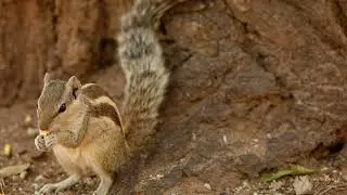 indian palm squirrel #reels #wildlife #viral #nature #viralreels #funnyclips #india #squirrel #video