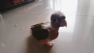 Baby Bird's First Steps 🥰🐥💗