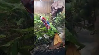 #bettafish #betta #bettaholic #koi #bettagalaxy #bettaworld #fish