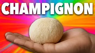 Champignons adaptogènes : c’est quoi et pourquoi tout le monde en parle ?