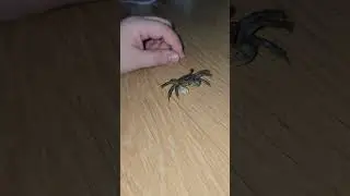 可愛い韓国のサワガニ Cute Korean freshwater crab ปู 말똥게