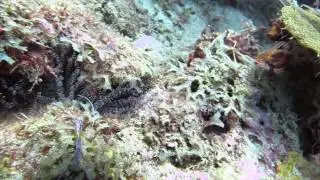 LaLuna Grenada