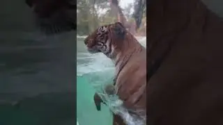 Tiger #trending #tiger #wildlife #wildanimals #tigers #zoo #viral ##youtubeshorts #discovery