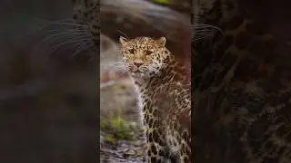 Feel your breath carry your life 🐯 #bold #animals #vulnerability #wildlife