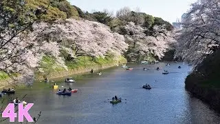 Cherry blossoms in Chidoriga-fuchi Park 千鳥ヶ淵の桜　2019年春【4K】