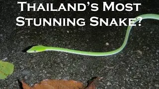Thailand's Most Stunning Snake? You Decide.