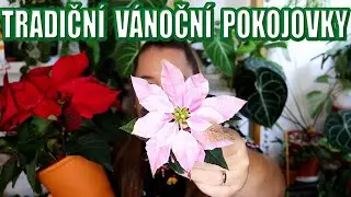 PLANTMAS 2022 -   Tradiční Vánoční pokojovky - Pokojovkové vlogmas