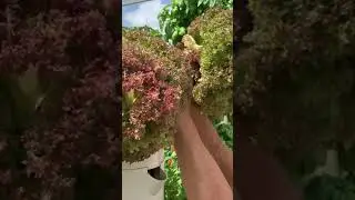 Lolla Rossa lettuce growing on a Tower Garden!
