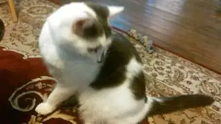CATNIP BUBBLES - REVIEW