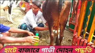 @আজ 28মার্চ 2022 | বগুড়া জেলার বিখ্যাত ধাপের হাটে indian উন্নত জাতের গাভী গরু দোহন পদ্ধতি/#cowprice