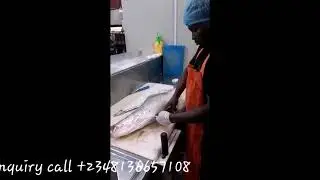 How to clean a Croaker Fish.