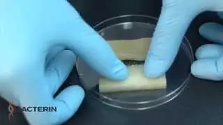 Bacterin OsteoSponge&reg; vs Leading Putty