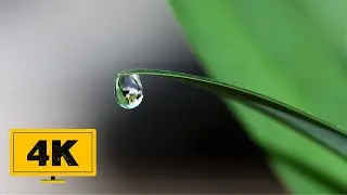 4K Rain Drop Free Stock Video - No Copyright Rain Footage