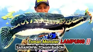 CASTING TOMAN KELAS BERAT‼️SAMBARAN TOMAN  MONSTER YANG SANGAT GANAS