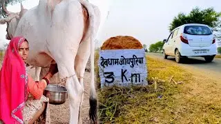 [278] गांव के लोगों का कैसा स्वभाव Village People | Cow milking |Dev Dham Jodhpuriya | Devnarayan