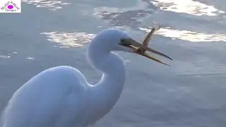 Great Egret catching fish: patiently and precisely