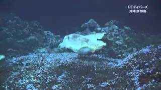 コブシメの集団産卵