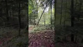 Survive in the wild