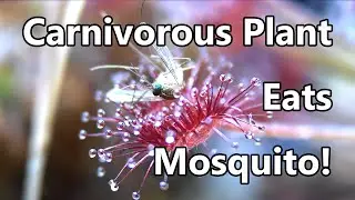 Feeding a sundew carnivorous plant! | Timelapse ep15: Drosera lanata x ordensis