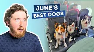 The Best Dogs of June