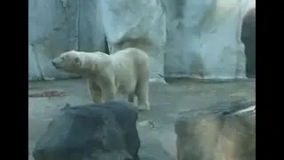 Polar -, Panda -, and Koala Bears