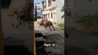 Bull fight part-2 | Desi bull fight | sandh ki ladai | #videoshort #funny #fighting #bull #trend