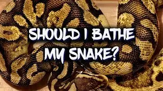 How often should I give my snake a bath?