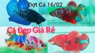 Koi red galaxy, Nemo Đẹp gi&aacute; rẻ, c&aacute; bầy Fancy 7k - Đợt c&aacute; 16/02