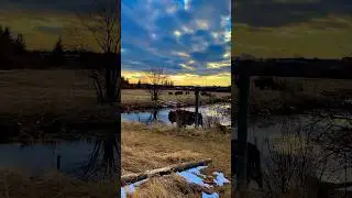 Spirit Lead Me &mdash; A Quiet Prairie Moment. #shorts #worshipmusic #faith #bison #sunset #natureworship