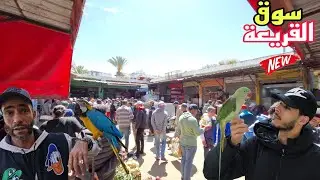 سوق القريعة🔥أجيو نتولعو وتعرفو على أتمنة عشاق الببغاوات على قناتكم عالم الطيور فرجة ممتعة